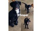 Adopt Whisper a Black Schnoodle / Mixed dog in Saint James, MO (41481984)