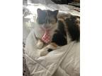 Adopt Rory a Calico or Dilute Calico Calico / Mixed (medium coat) cat in