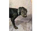 Adopt Willie a Black - with White Labrador Retriever / Mixed dog in Bethel