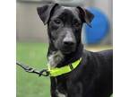 Adopt Toby a Black - with White Labrador Retriever / Blue Heeler / Mixed dog in
