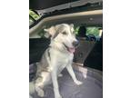 Adopt Konjo a Gray/Silver/Salt & Pepper - with Black Siberian Husky / Mixed dog