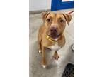 Adopt Hazel a Pit Bull Terrier, Mixed Breed