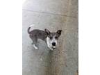 Adopt Bree a White - with Brown or Chocolate Catahoula Leopard Dog / Mixed dog