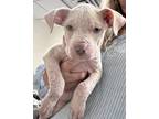 Adopt Gloria a Tan/Yellow/Fawn - with White American Pit Bull Terrier / Mixed