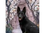 Adopt Robin a German Shepherd Dog / Mixed dog in Newberg, OR (41481814)