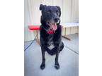 Adopt Buster a Labrador Retriever / Mixed dog in Rock Springs, WY (41481719)