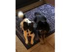 Adopt Bieber a Black - with Tan, Yellow or Fawn Pomeranian / Mixed dog in