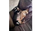 Adopt Coco a Tricolor (Tan/Brown & Black & White) Chiweenie / Rottweiler / Mixed