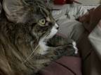 Adopt Monkey a Black (Mostly) American Wirehair / Mixed (long coat) cat in San