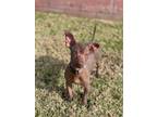 Adopt Yoda a Brown/Chocolate Xoloitzcuintle/Mexican Hairless / Mixed dog in