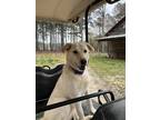 Adopt Everest a Tan/Yellow/Fawn Labrador Retriever / Mixed dog in Littleton