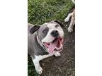 Adopt Diamond a Gray/Blue/Silver/Salt & Pepper American Pit Bull Terrier / Mixed