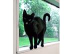 Adopt Genie a All Black Bombay (short coat) cat in Houston, TX (41481586)