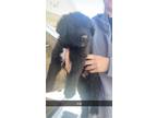 Adopt July a Black - with White Shepherd (Unknown Type) / Great Pyrenees / Mixed