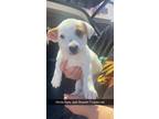 Adopt Vinnie a White - with Red, Golden, Orange or Chestnut Jack Russell Terrier