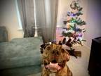 Adopt Rocco a Brindle Staffordshire Bull Terrier dog in Killeen, TX (41220108)