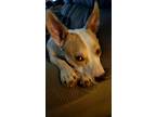 Adopt Priscilla a Tan/Yellow/Fawn - with White American Pit Bull Terrier / Corgi