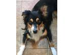 Adopt Jackson a Tricolor (Tan/Brown & Black & White) Australian Shepherd / Mixed