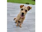 Adopt Yoko a Tan/Yellow/Fawn Terrier (Unknown Type, Medium) / Jack Russell