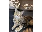 Adopt Donovan a Brown Tabby Domestic Shorthair / Mixed (short coat) cat in