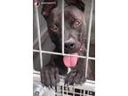 Adopt CODY - URGENT a Brown/Chocolate American Staffordshire Terrier / Labrador