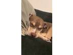 Adopt Dezzy a Gray/Blue/Silver/Salt & Pepper American Pit Bull Terrier / Mixed