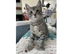 Adopt Maximillian a Gray, Blue or Silver Tabby Domestic Shorthair (short coat)