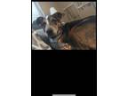 Adopt Ryder a Black - with Tan, Yellow or Fawn Australian Cattle Dog / Beagle