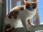 Adopt Alex a Domestic Shorthair / Mixed cat in Burlington, KY (41478272)