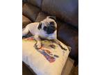 Adopt Piggy a Tan/Yellow/Fawn Pug / Mixed dog in SAN ANTONIO, TX (41481421)