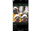 Adopt Luna a White Poodle (Toy or Tea Cup) / Mixed dog in Woodbridge