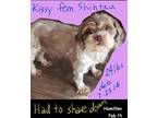 Adopt Kissy a Brown/Chocolate - with White Shih Tzu / Mixed dog in Woodbridge