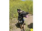 Adopt Bread a Black - with Tan, Yellow or Fawn Belgian Malinois / German