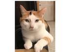 Adopt Calliope a Calico or Dilute Calico Domestic Shorthair (short coat) cat in