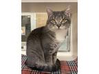 Adopt Beyonce a Domestic Shorthair / Mixed cat in Lincoln, NE (41477638)