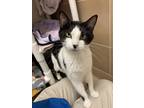 Adopt Robin a Domestic Shorthair / Mixed cat in Lincoln, NE (41477631)