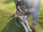 Adopt Raphael a Black - with White German Shepherd Dog / Husky / Mixed dog in