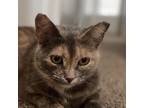 Adopt Hermione a Tortoiseshell Domestic Shorthair (short coat) cat in Lafayette