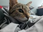 Adopt Melvin a Brown Tabby Domestic Shorthair / Mixed (short coat) cat in