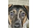 Adopt Peach a Red/Golden/Orange/Chestnut - with Black Mutt / Australian Cattle