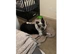 Adopt Bullet a Black - with White Pointer / Plott Hound / Mixed dog in