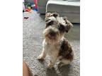 Adopt Atreyu a Brown/Chocolate - with White Schnauzer (Miniature) / Mixed dog in