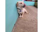 Adopt Peanut a Red/Golden/Orange/Chestnut - with White Border Terrier / Terrier