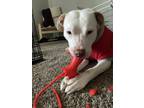 Adopt Bee a Tan/Yellow/Fawn - with White American Pit Bull Terrier / Mixed dog