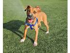 Adopt Aubrey a Tan/Yellow/Fawn Boxer / Puggle / Mixed dog in Manhasset