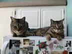 Adopt Roman and Zander a Gray, Blue or Silver Tabby Bengal / Mixed (medium coat)