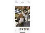 Adopt Tofu a White (Mostly) American Shorthair / Mixed (short coat) cat in Santa