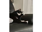 Adopt Julian a Black & White or Tuxedo American Shorthair / Mixed (short coat)