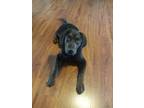 Adopt Christmas Pups *Courtesy Post* a Black - with Tan, Yellow or Fawn German
