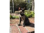 Adopt Chrissy a Tortoiseshell American Shorthair / Mixed (short coat) cat in